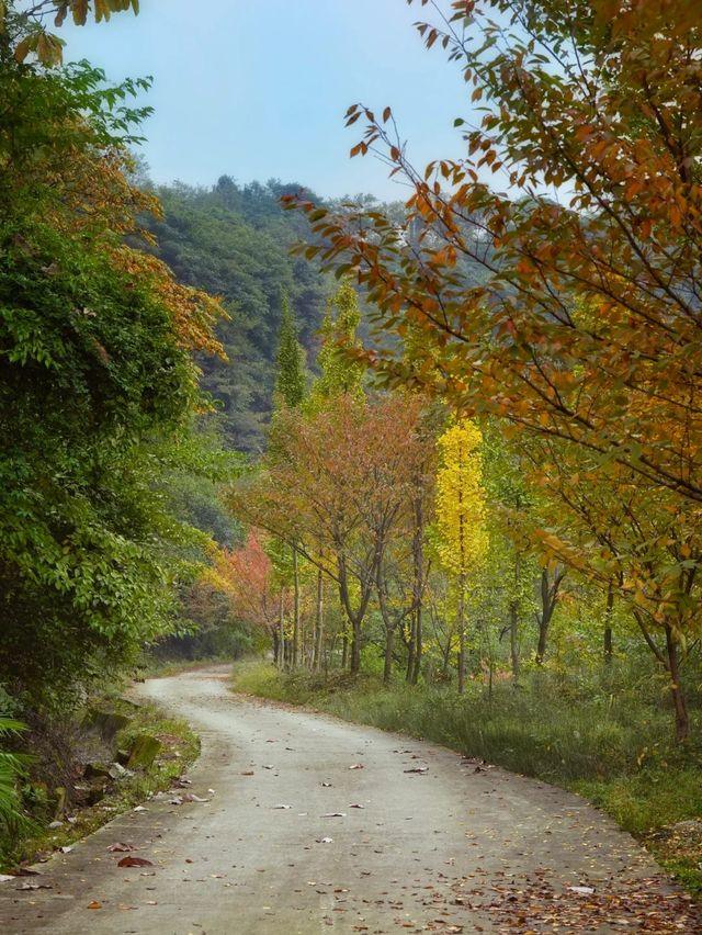 成都周边一日往返，6个小众不废腿的彩林秘境，0门票！