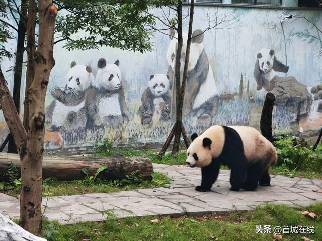 4只大熊猫入住蜀南竹海！预计今年“十一”国庆假期正式对外开放