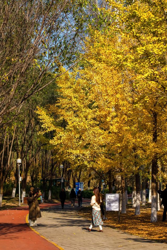 北京的秋天一定要奥林匹克森林公园！就是一场盛大的秋天盛宴