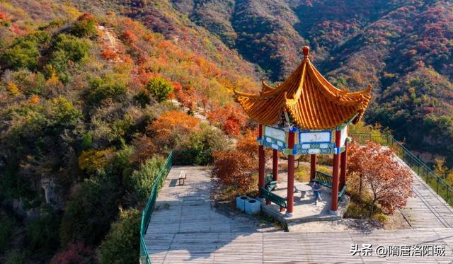 错过再等一年!洛阳红叶加载量进入倒计时!