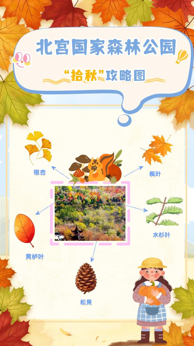 “丰”富的生物 | 秋天，请降临在我手心🍁