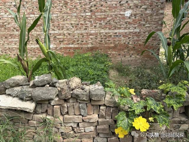 冠县乡韵·定远寨镇陈庄