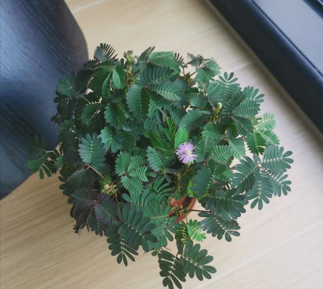 “客厅五不放，人旺家也旺	”，客厅再大，都别摆放5种“倒霉花”