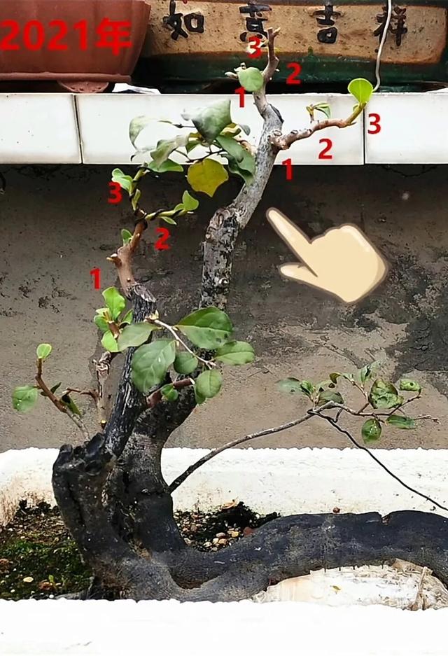 四年成长路：一颗 “过桥从林” 老鸦柿树桩的变形记。