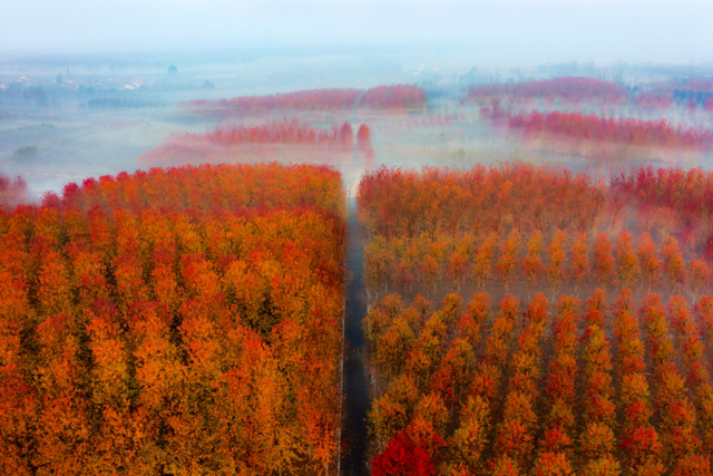 抱犊崮入选山东金秋醉美红叶观赏地