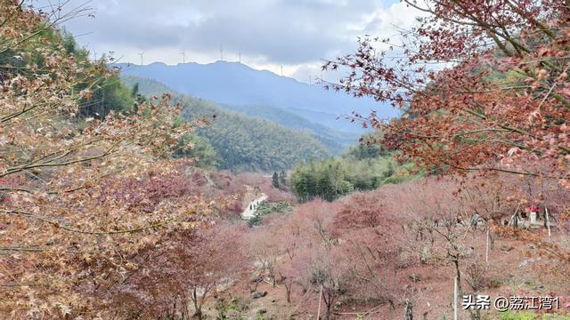 蓝山谷记：与十万株红枫的相遇