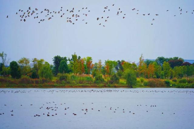 冬崃｜在泉水湖湿地公园，收藏整个冬天的浪漫与生机~