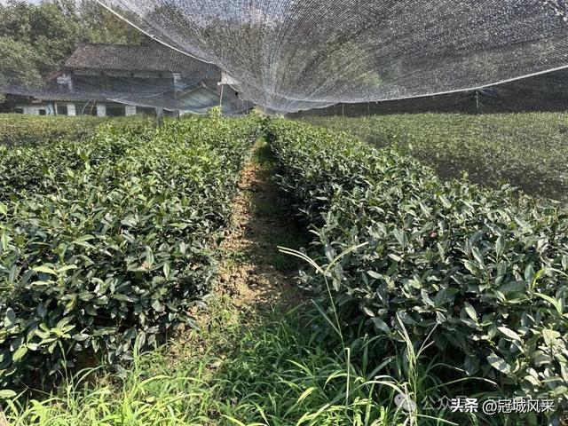 杭州印象·灵隐飞来峰