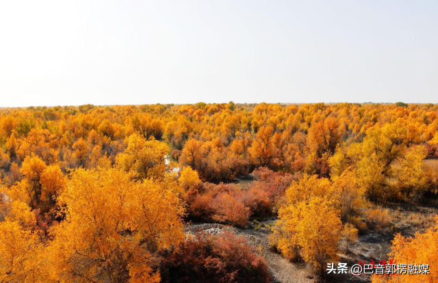 胡杨林的黄金时间来了，到巴州不只塔里木胡杨林公园，这些胡杨林，个个惊艳