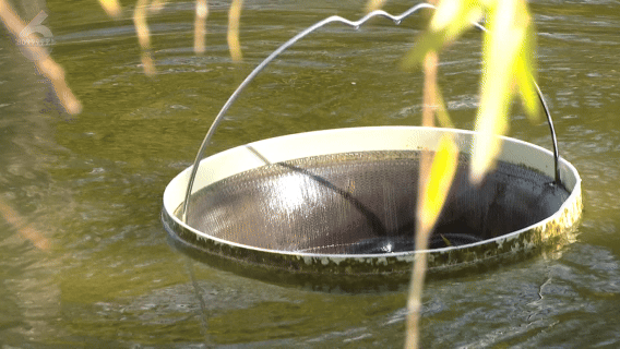 10人路过，9人停下猜！翠湖里的这些桶在干嘛？