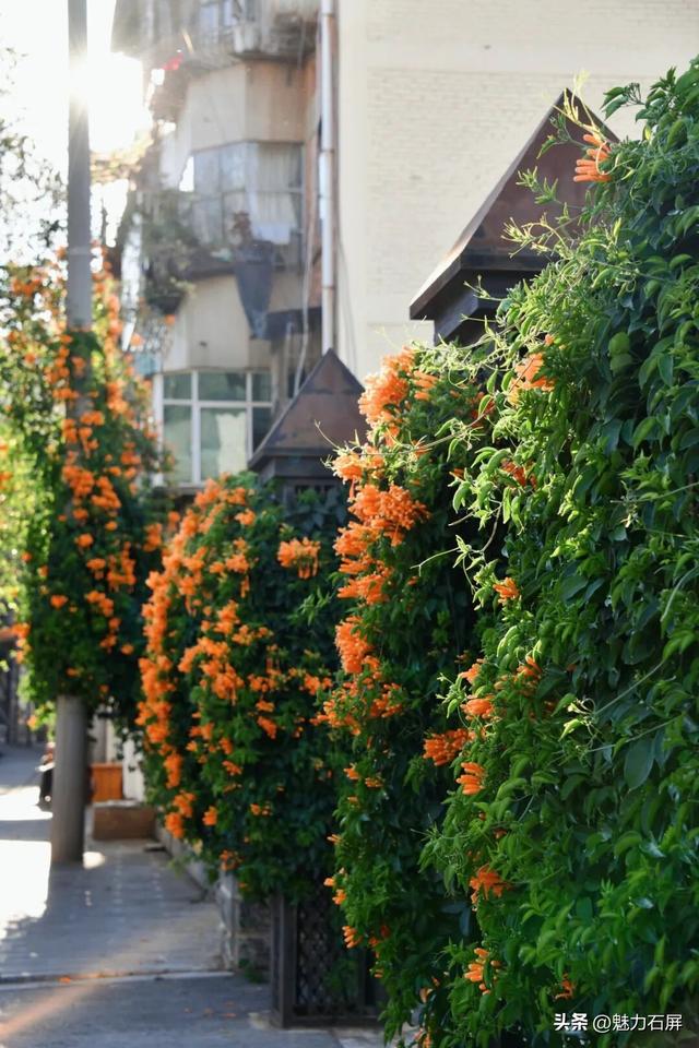 超治愈~石屏这片炮仗花海藏不住了🧡