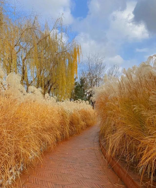 芦花飞雪！比人高+多机位！青岛氛围感芦苇荡初冬打卡地