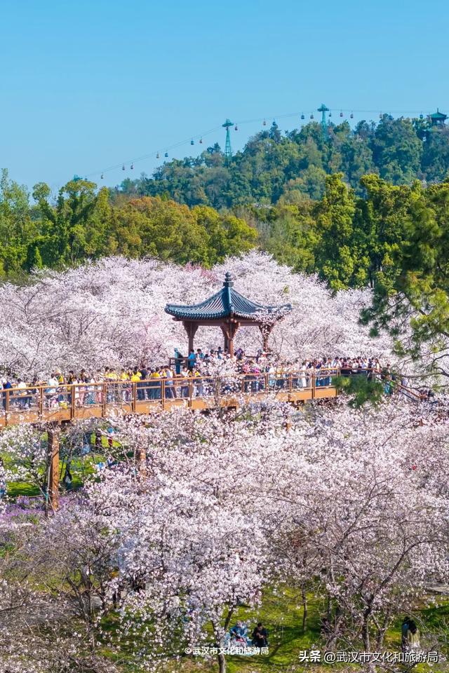 今天开园,东湖樱花园最新实拍!