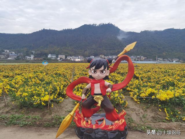 千年古麇，菊香五峰！十堰市郧阳区东峰村万亩菊花震撼盛开太美了