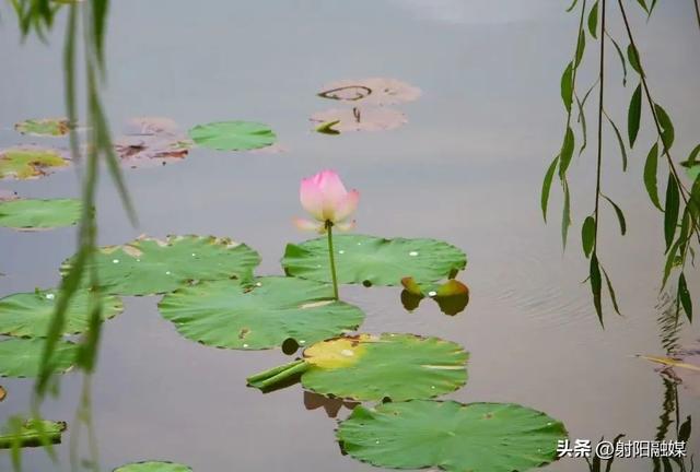 “荷”你一起，邂逅射阳夏日限定浪漫~
