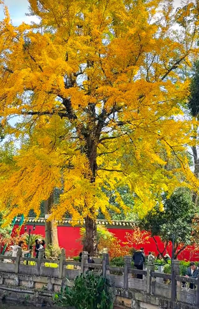 古寺暴击，在禅意中观赏金色银杏叶