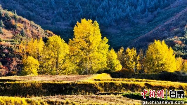 甘肃民乐：祁连山金色秋景如画卷