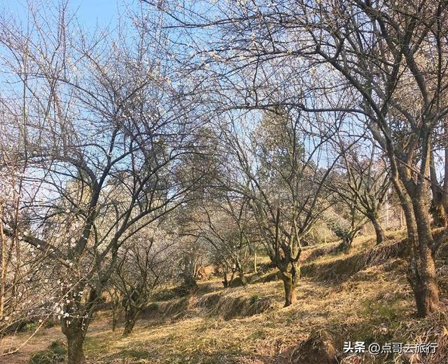 成都最新5个梅林花海，你该去哪个？其中一个被称为成都小林芝！