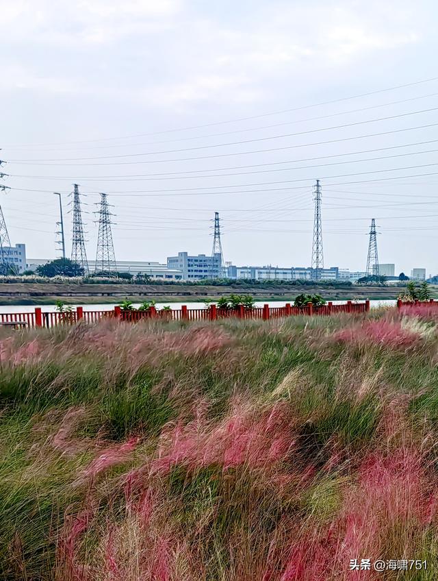 佛山三水芦苞花海生态公园