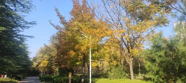 初冬味道！森林公园景色如诗如画，快来感受五彩缤纷的美丽画卷！