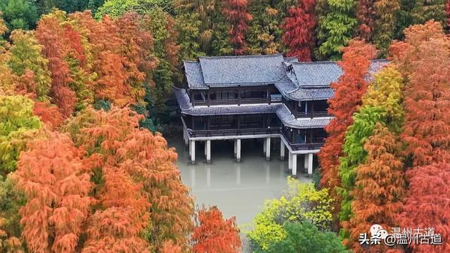 温州这处城区公园红杉如画，错过待来年！