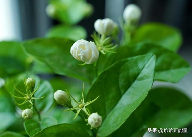 岁月安然，心已素闲，愿你一路悲欢，一路遇见