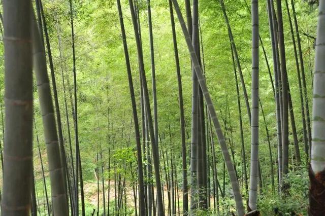 从千年禅钟到荞麦“雪”海，跟着韶关这条治愈秋季美景线路游，超出片！