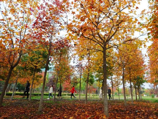 此时的太仓，美到心尖上！