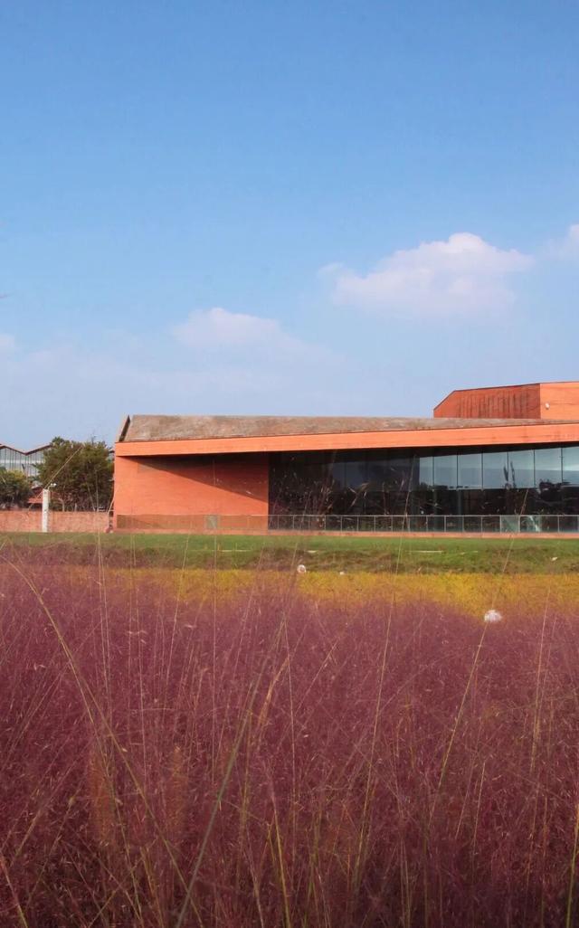 一秒圈“粉”！浙江秋天最动人的“粉色云雾”来了