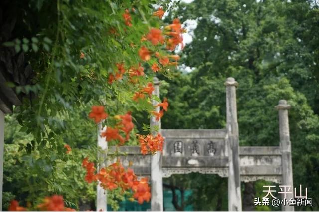 谁说夏天没花看？苏州园林偷偷美翻了！