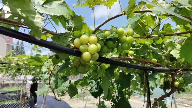 沪上这9条秋游线路，带你走进申城最美的秋景~