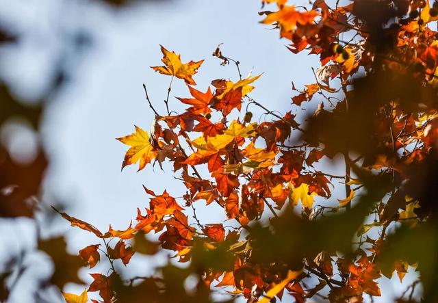 梧桐为笺，车流作墨——北京路写下一封贵阳版的“冬日情书”