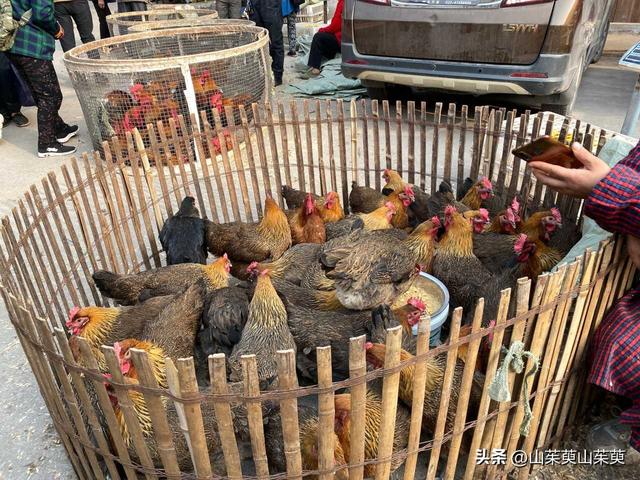 2023年春重庆探亲游（上篇）