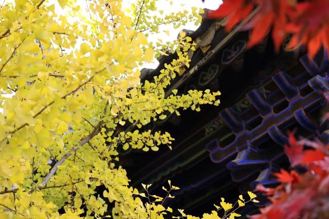 大理古城“金”彩上线！