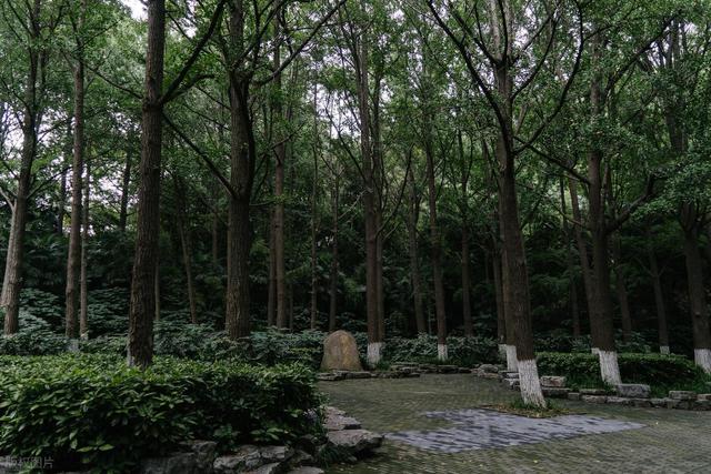 拯救高温周末！南京本地人私藏的6个清凉公园，免费又好玩，快冲