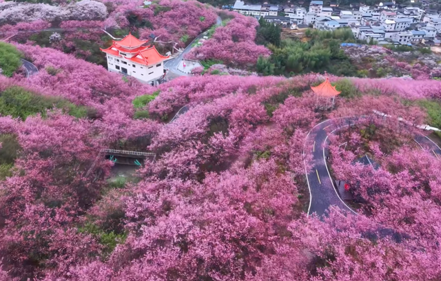 不输武汉樱花！福建赏樱天花板，30万株樱花竞相盛放