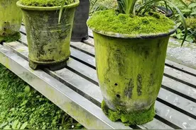 如何在兰花盆面养出苔藓呢?图片