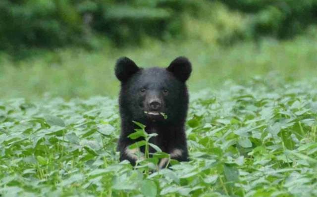 日本熊灾泛滥！捕杀近万只创新高，已致13死民众恐慌！