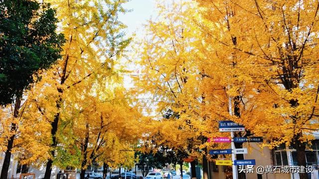 限时绝美！黄石街头进入颜值巅峰