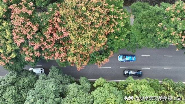 我说“秋天那么美” 栾树：是的！