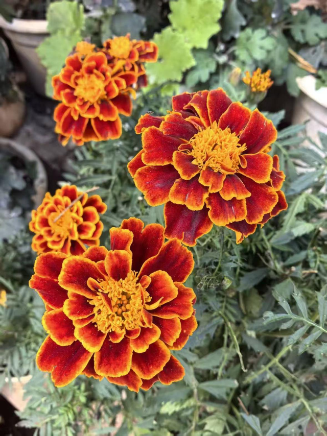 游历雅记：春之城 花之都 初冬游昆明