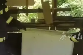 70斤蟒蛇生吞30斤羊被活捉图片