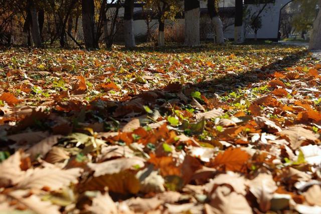 秋之彩色吉林｜层林尽染，鹿影翩跹！这里的秋天美成一首诗