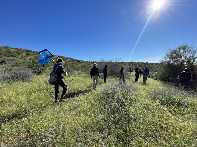 墨西哥岛屿呼唤救援：失去帝王蝶和吸蜜蝠，餐桌会发生什么？