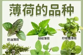 几张图带你了解薄荷的品种，薄荷控必看。图片