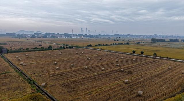 秋日的大杭州田间太“卷”了！胖乎乎的“瑞士卷”，一个一个又一个……