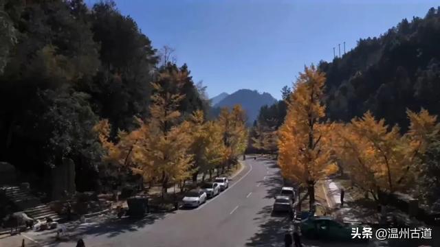 “含金量”爆棚!初冬限定,温州这处千年古刹的银杏大道美翻了!