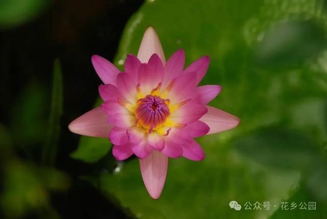 这个暑假，丰台“游”点“不一样”（自然游乐篇）