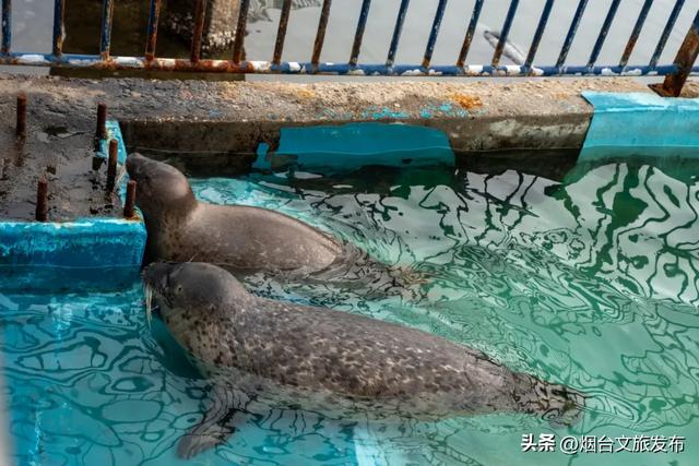 周末好去处丨人少免费！烟台小众公园美疯了