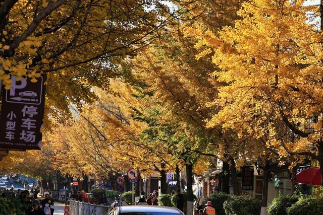 大理“金色童话”背后藏“秘密”